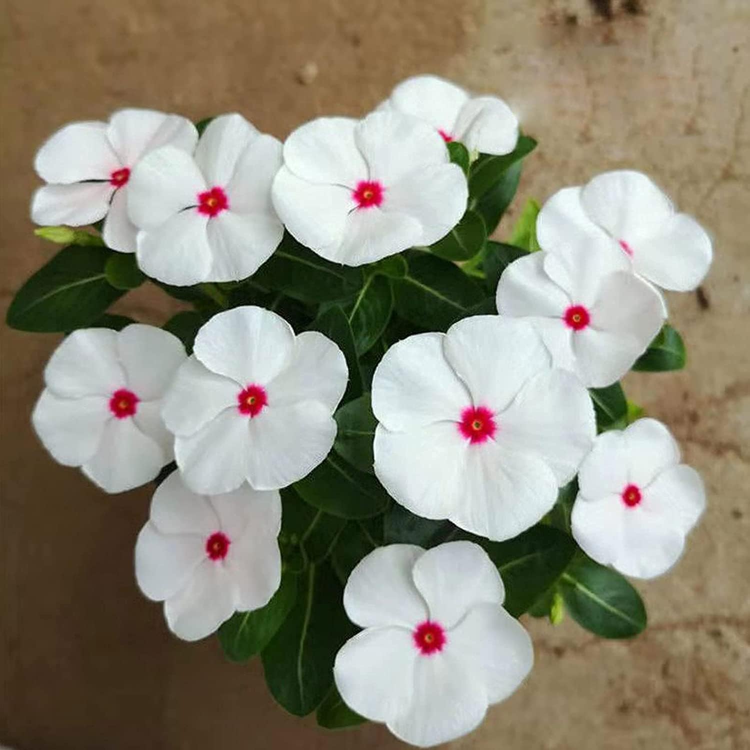 Mixed Vinca Periwinkle Seeds up to 50%