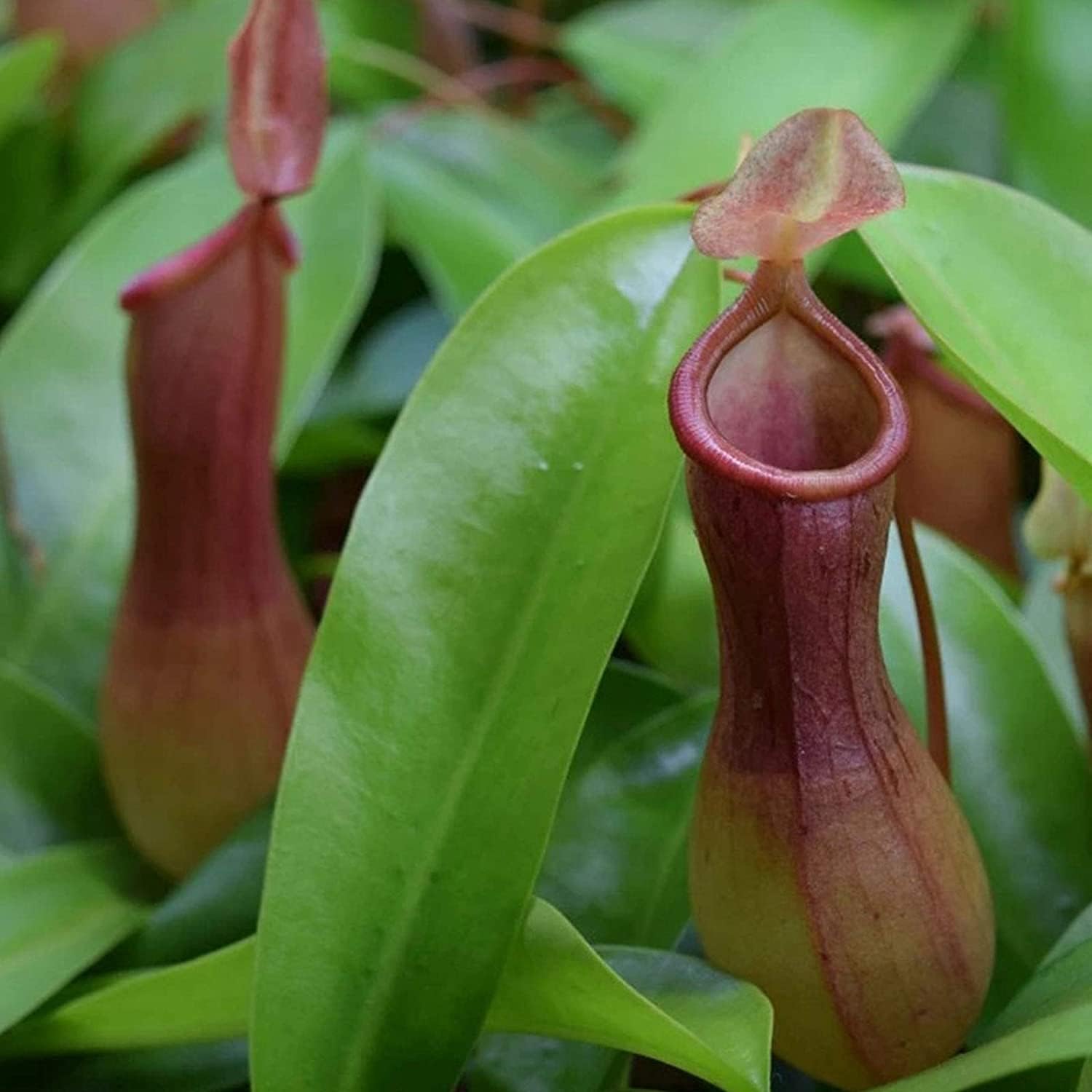 Tropical Pitcher Plant Seeds up to 50%
