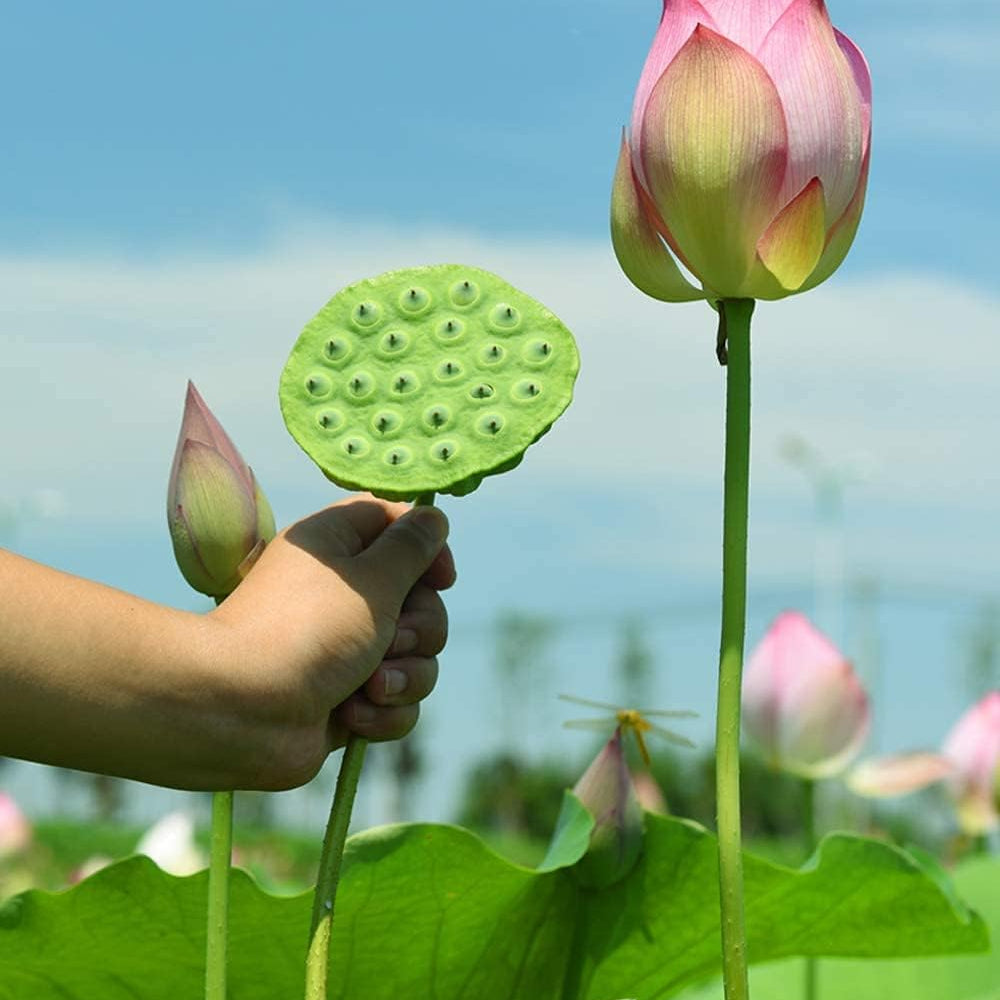 Lotus Root Seeds – Edible Plant & Beautiful Flowers for Home Garden – up to 50%