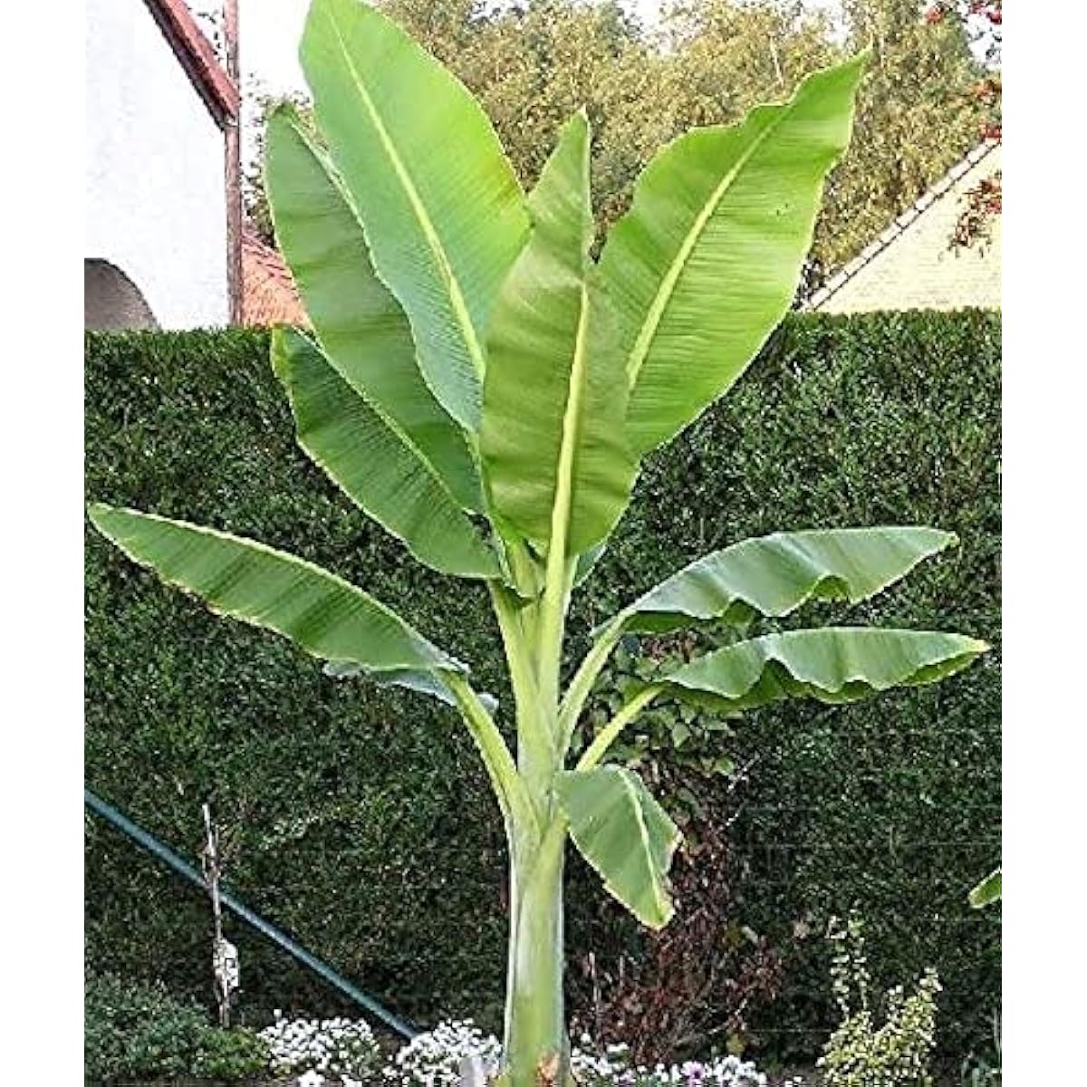 Ensete glaucum(Snow Banana)seeds up to 50%