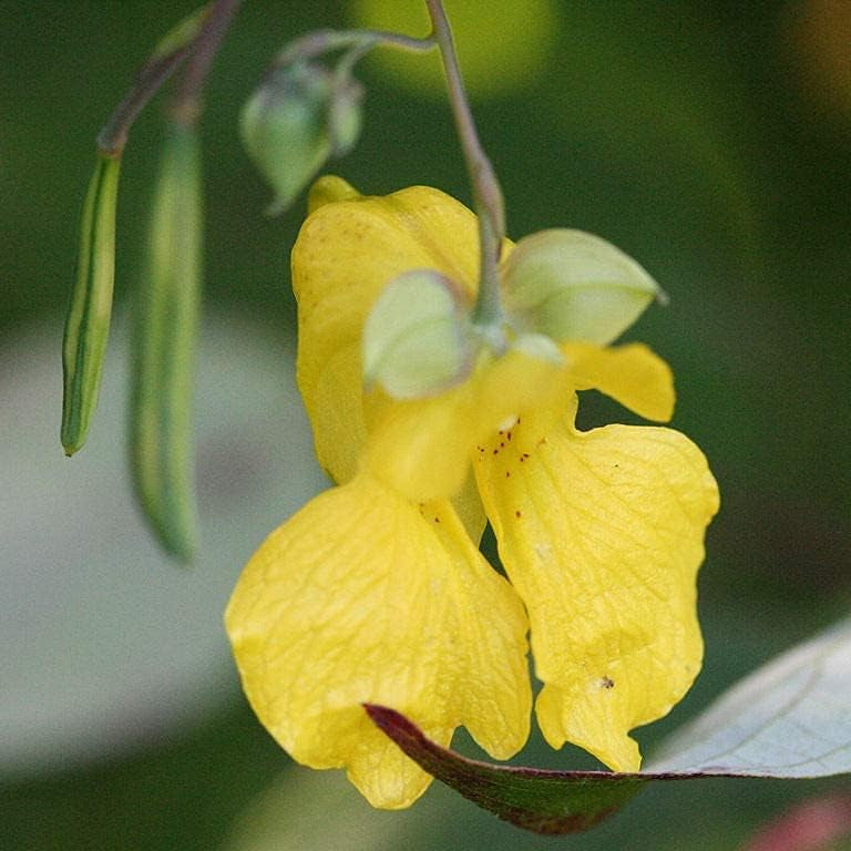 Impatiens pallida | Yellow Jewelweed | Native Wildflower for Shade Gardens up to 50%