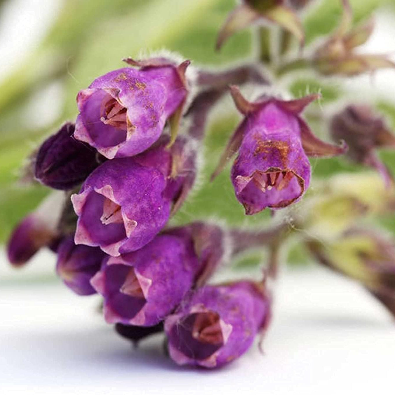 Symphytum Officinale (Comfrey) Seeds ¨C Non-GMO Perennial Herb ¨C up to 50%