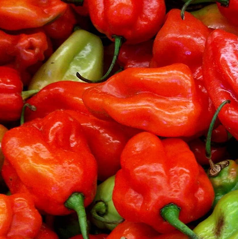 Aji Dulce Red Sweet Venezuelan Pepper Seeds – Heirloom Culinary Pepper – up to 50%