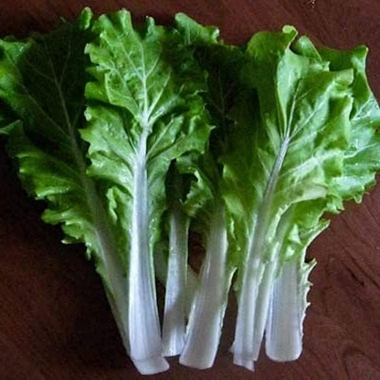 Frilly Leaf Pak Choi Fun Jen Seeds – Hybrid Asian Greens | up to 50%