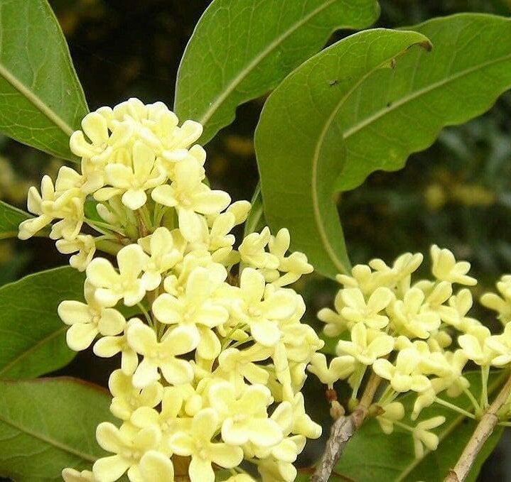 Osmanthus Fragrans (Sweet Olive) Seeds – Fragrant Ornamental Tree – up to 50%