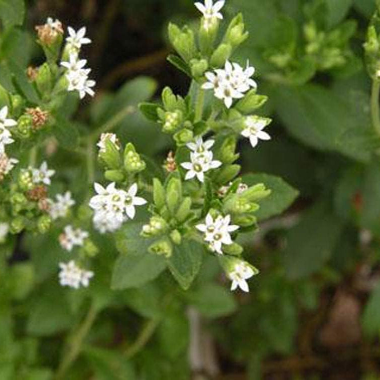 Stevia Rebaudiana seeds up to 50%