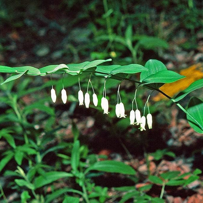Polygonatum biflorum Seeds up to 50%