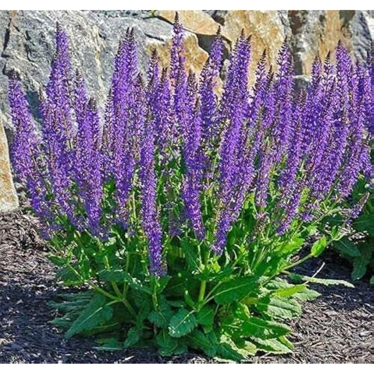 May Night Salvia Seeds up to 50%
