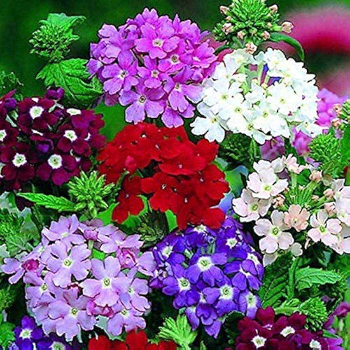 Dwarf Verbena Flower Seeds up to 50%