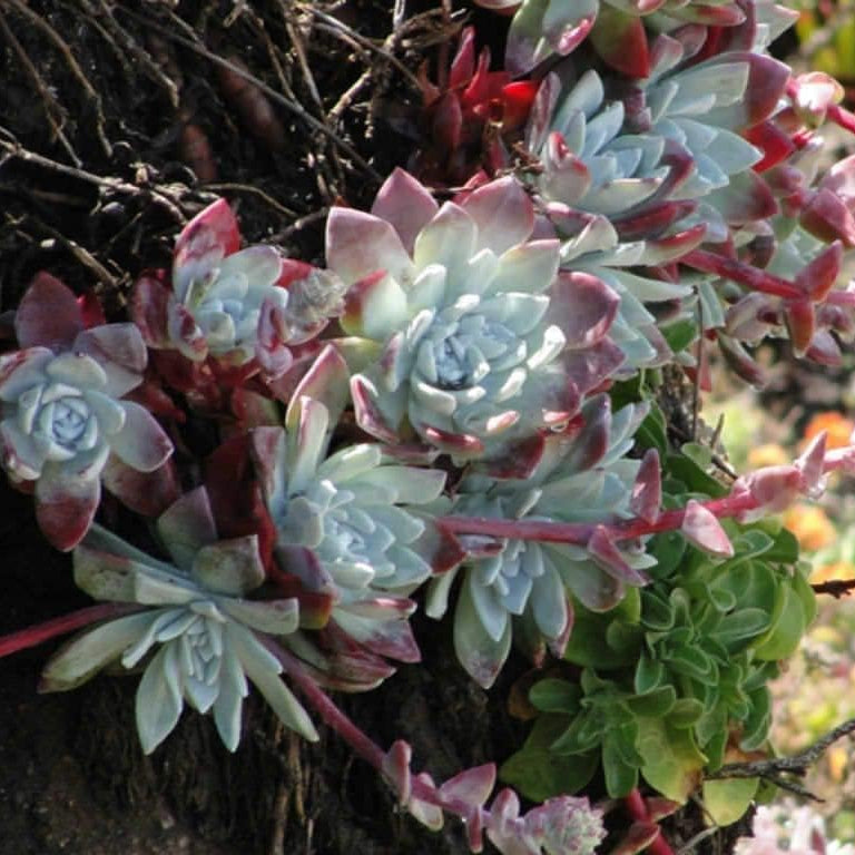 Dudleya Farinosa Plant Seeds up to 50%