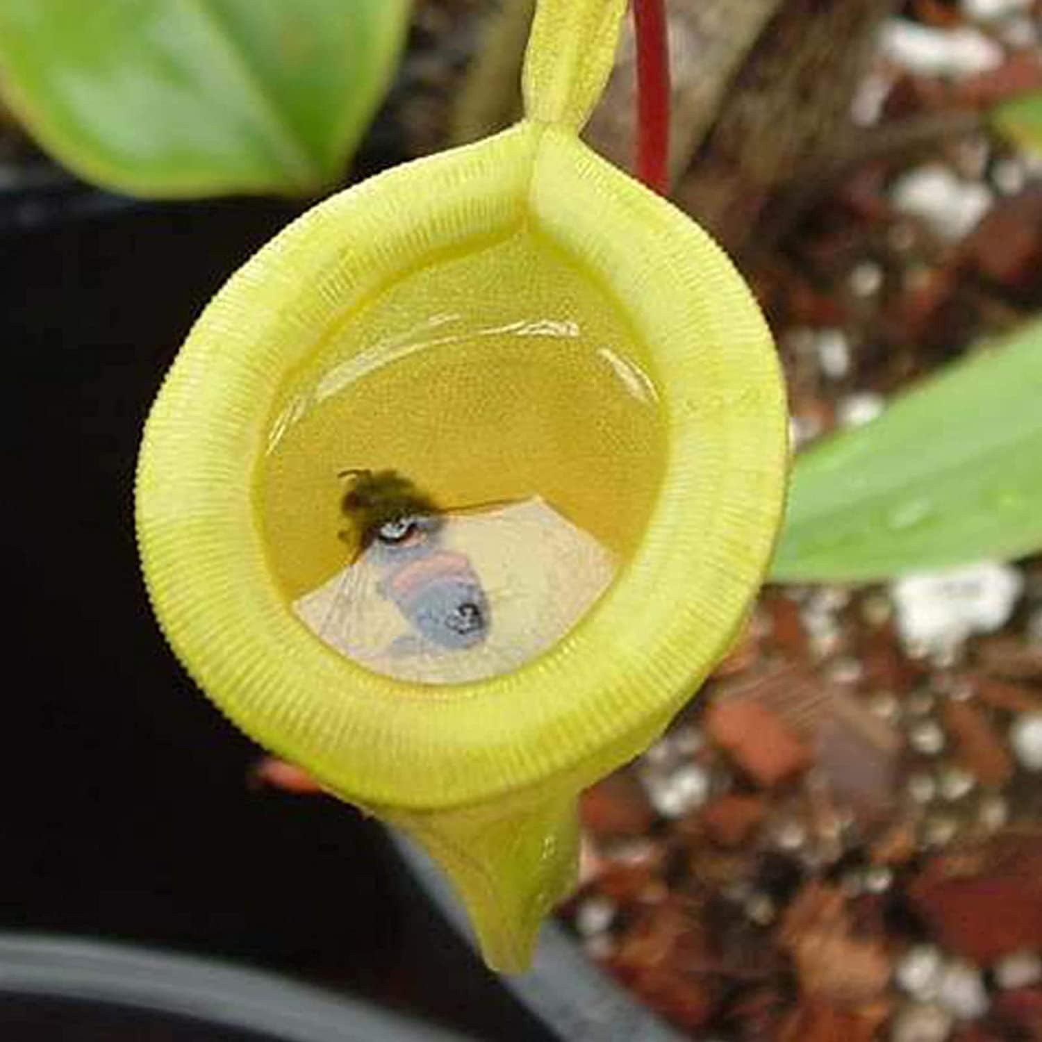 Tropical Pitcher Plant Seeds up to 50%