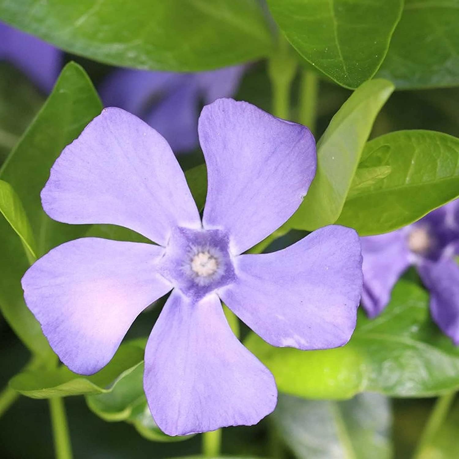 Vinca Minor Ground Cover Seeds up to 50%