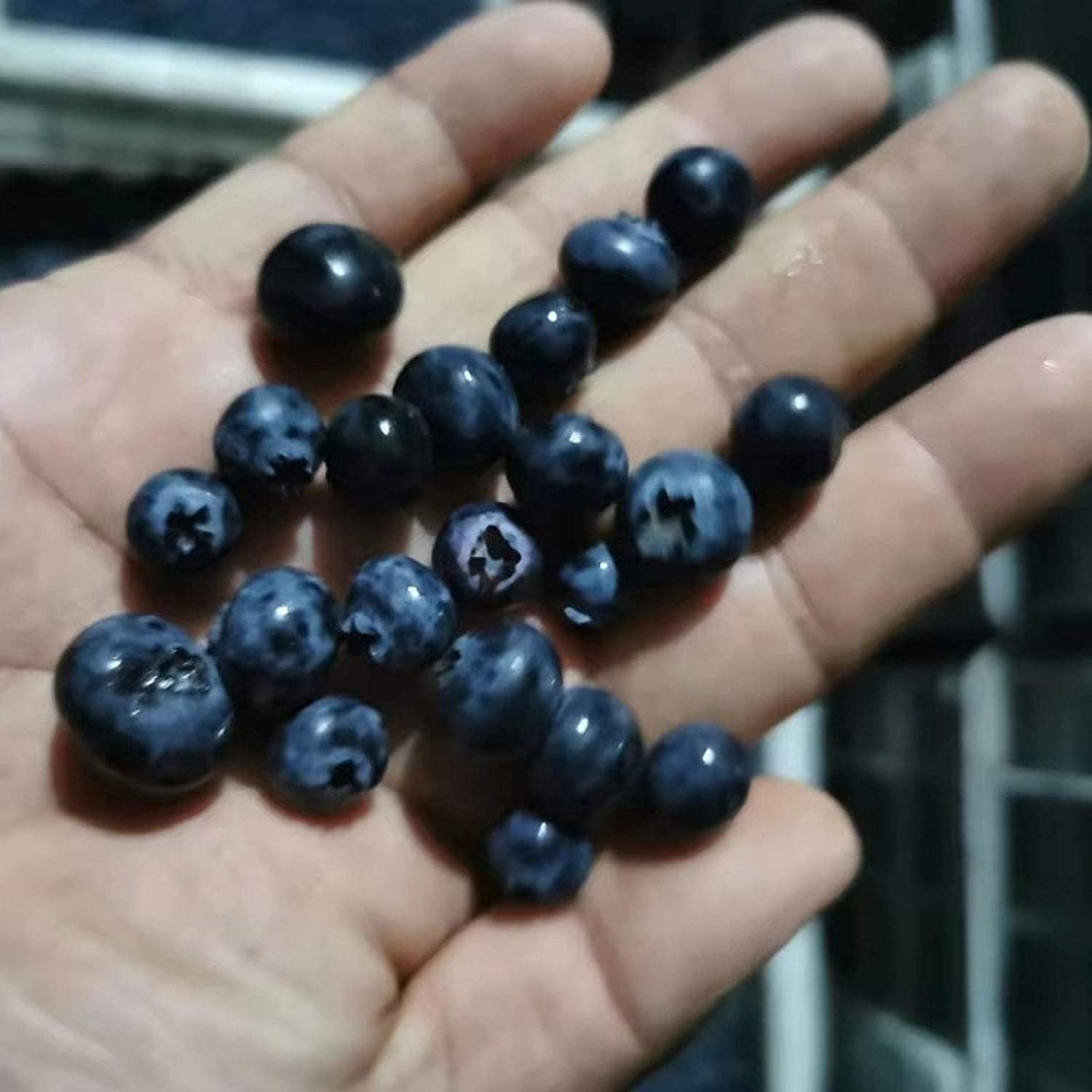 Blueberry Plant Seeds up to 50%