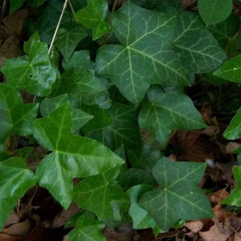 Boston Ivy Climbing Seeds up to 50%