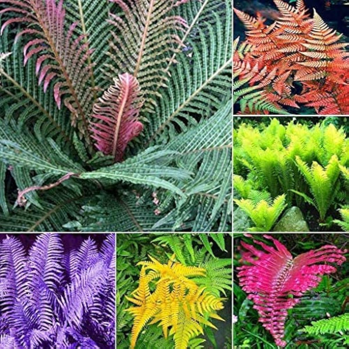 Mixed Fern Seeds – up to 50%