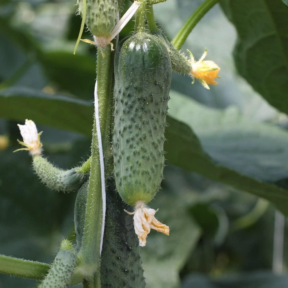 Titus Cucumber Seeds up to 50%