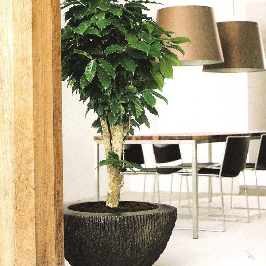 Arabian Coffee Tree Seeds up to 50%