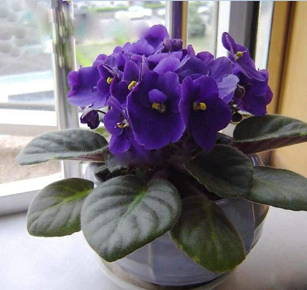 African Violet Seeds up to 50%