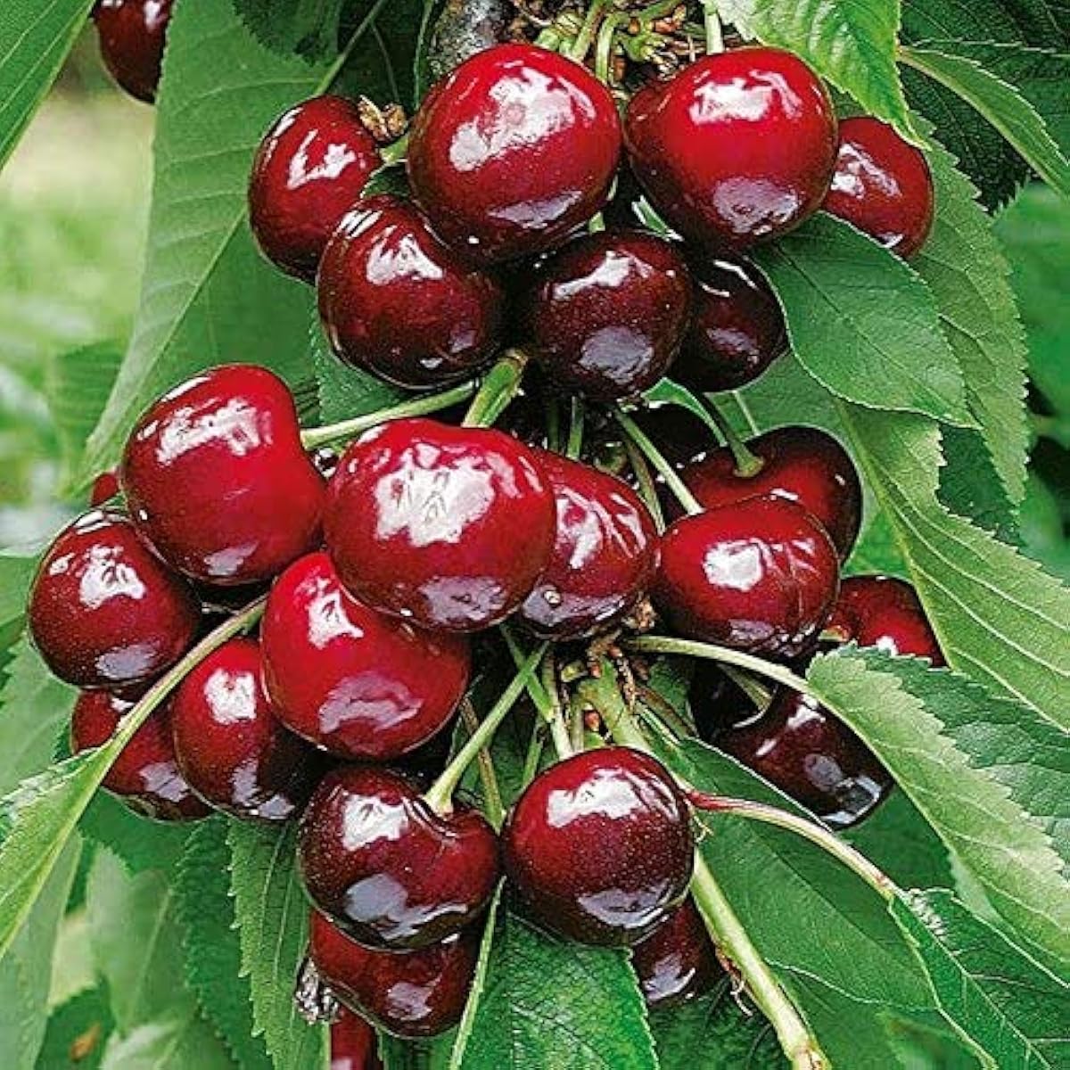 Dwarf Cherry Tree Seeds β Self-Fertile Fruit Tree for Indoor & Outdoor Planting β up to 50%