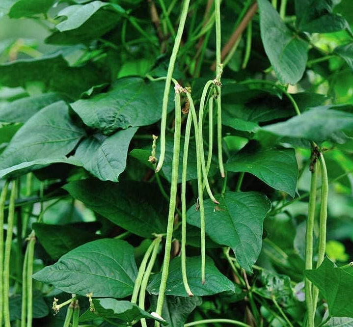 Long Red Noodle Bean Seeds up to 50%