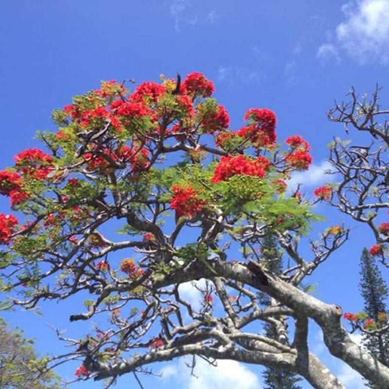 Red Flame Flamboyant Tree (Delonix regia) seeds up to 50%
