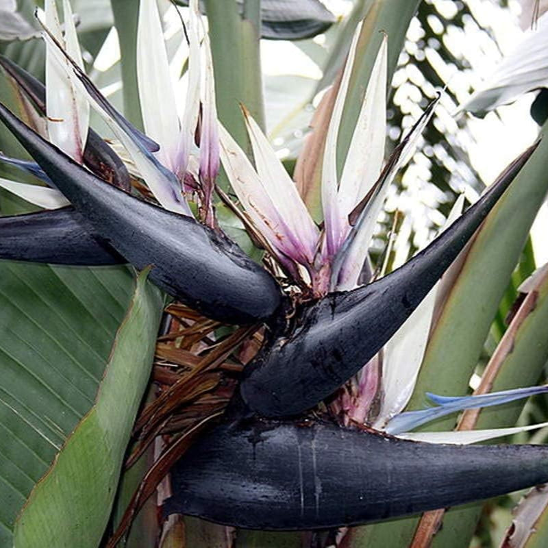 Strelitzia nicolai (Bird of Paradise Tree) Seeds – Tropical Ornamental Plant – up to 50%