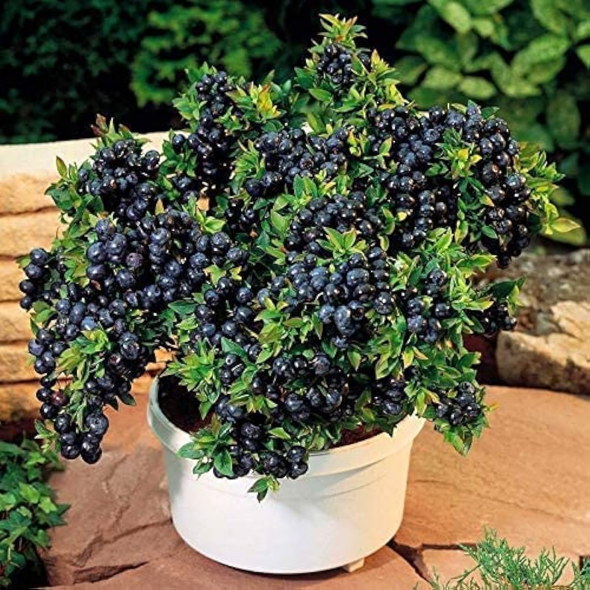 Jabuticaba Fruit Seeds up to 50%