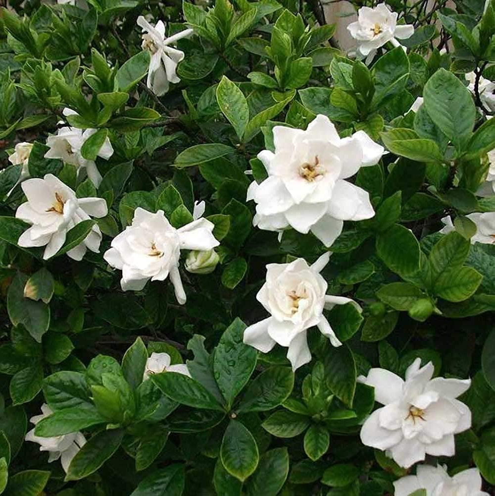 Gardenia Flower Seeds up to 50%