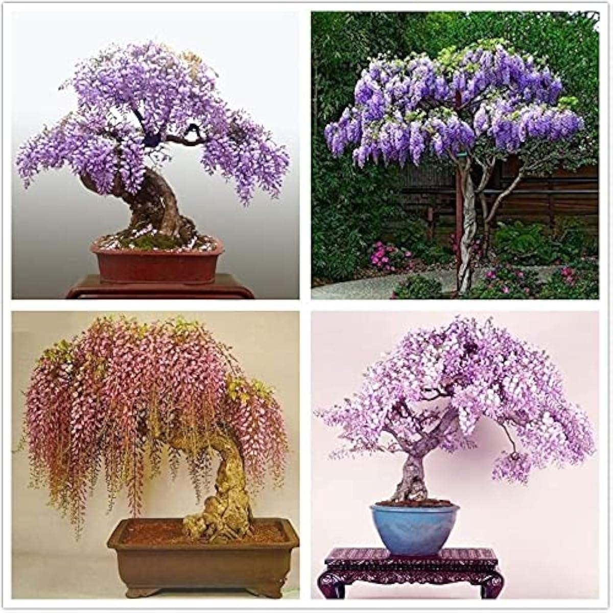 Chinese Wisteria Seeds up to 50%