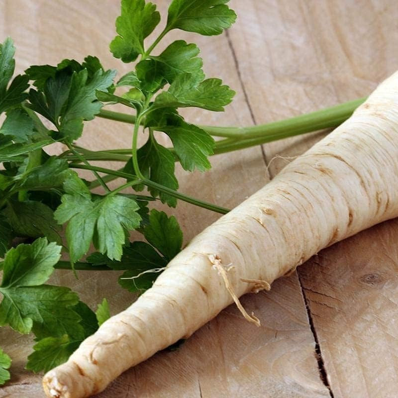 Dutch Hamburg Parsley Seeds up to 50%