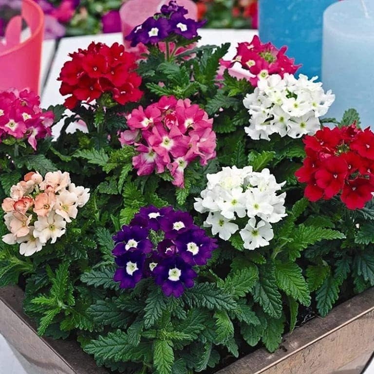 Dwarf Verbena Flower Seeds up to 50%