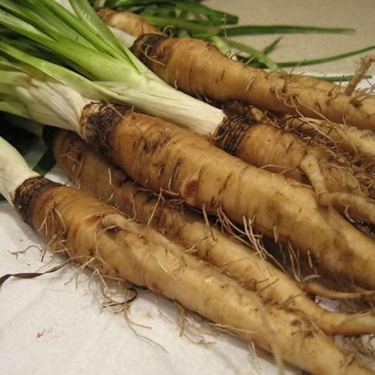Salsify Oat Root Seeds up to 50%