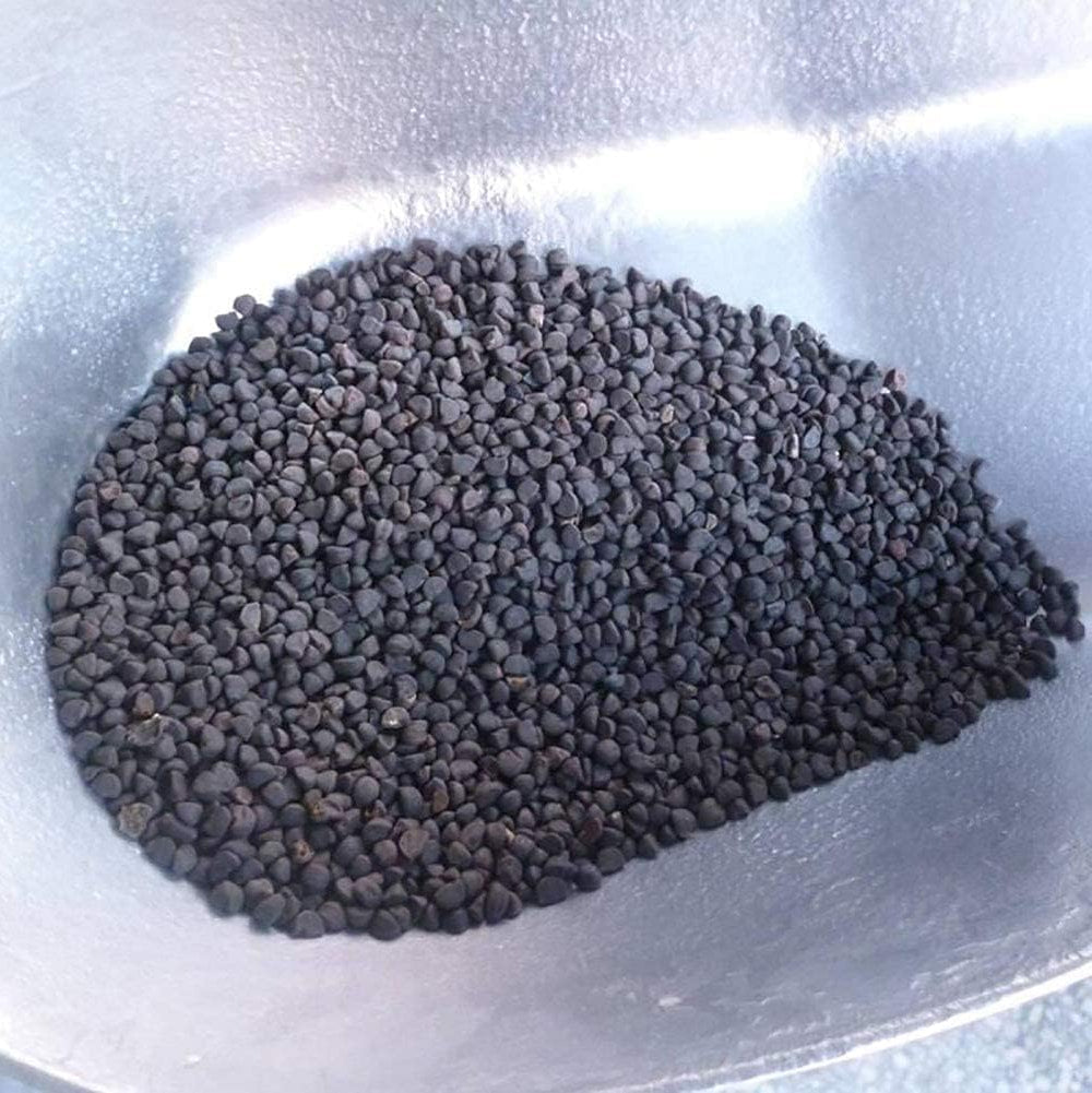 Petunia Flower Seeds up to 50%
