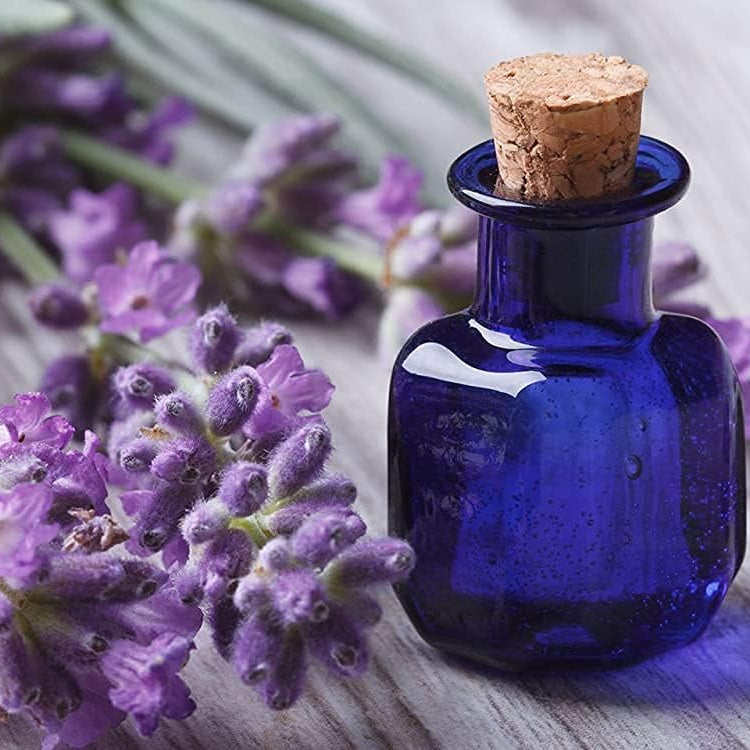 English Lavender Herb Seeds up to 50%