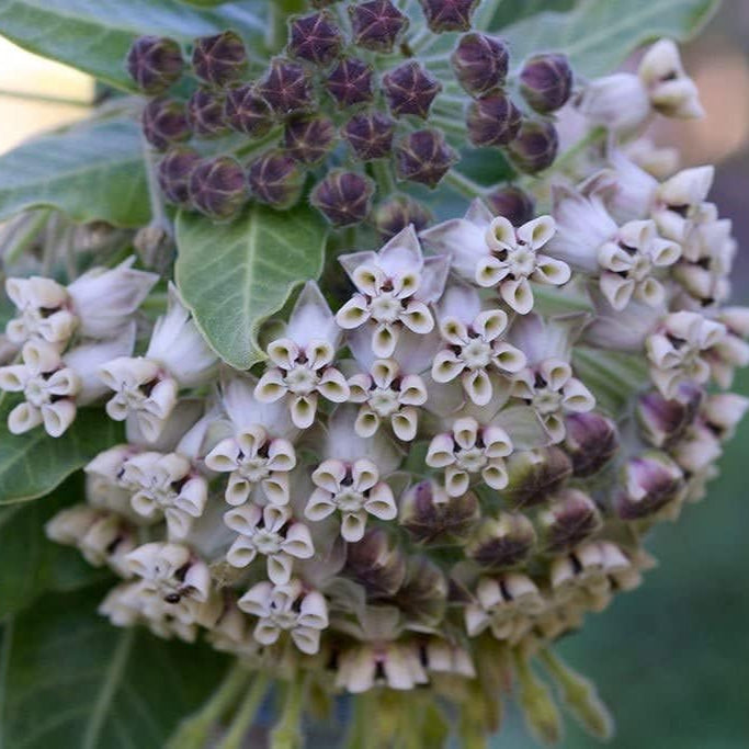 Asclepias eriocarpa Seeds up to 50%