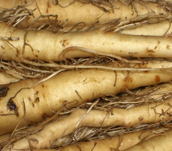 Salsify Oat Root Seeds up to 50%