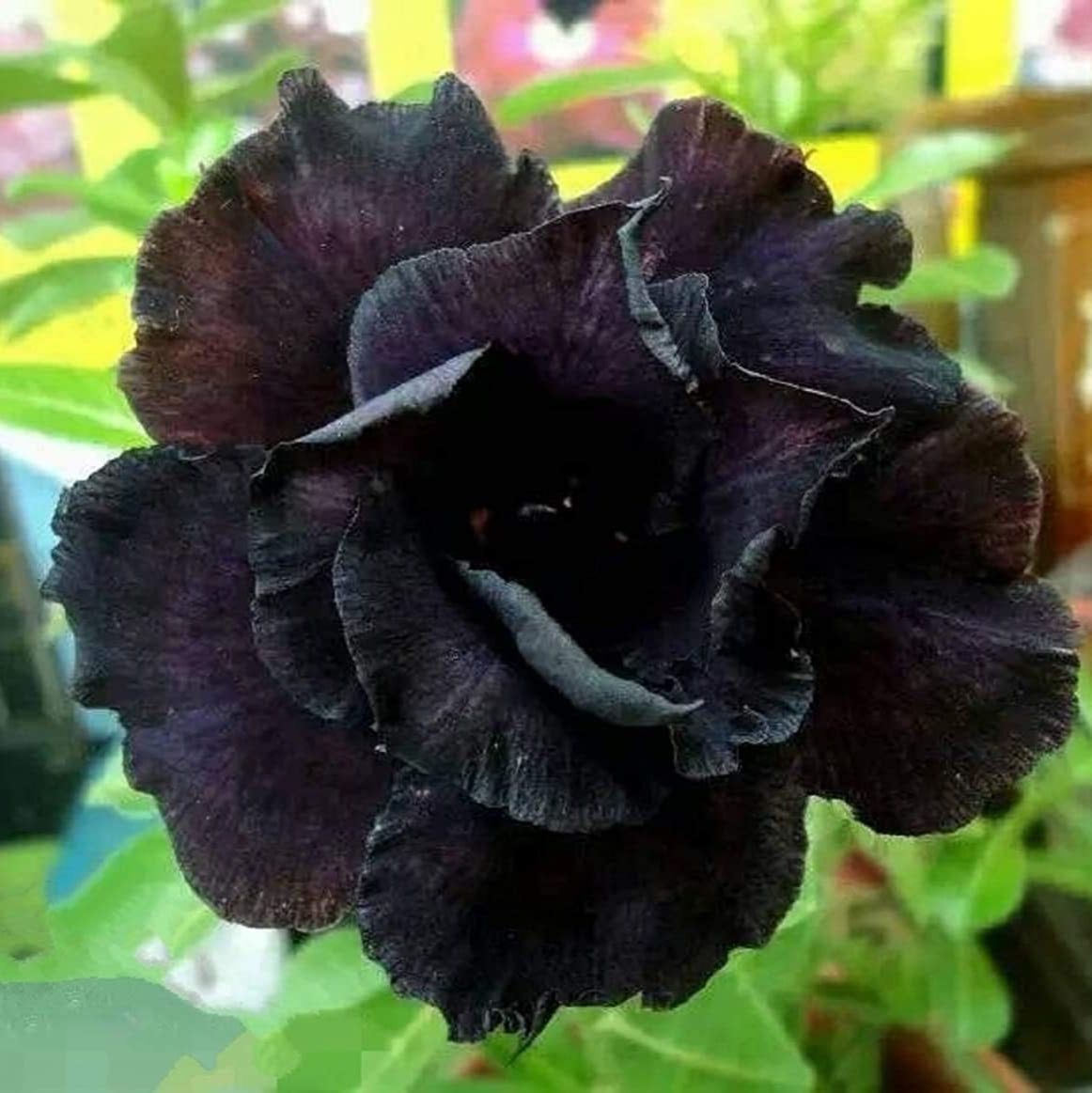 Black Adenium Flower Seeds up to 50%