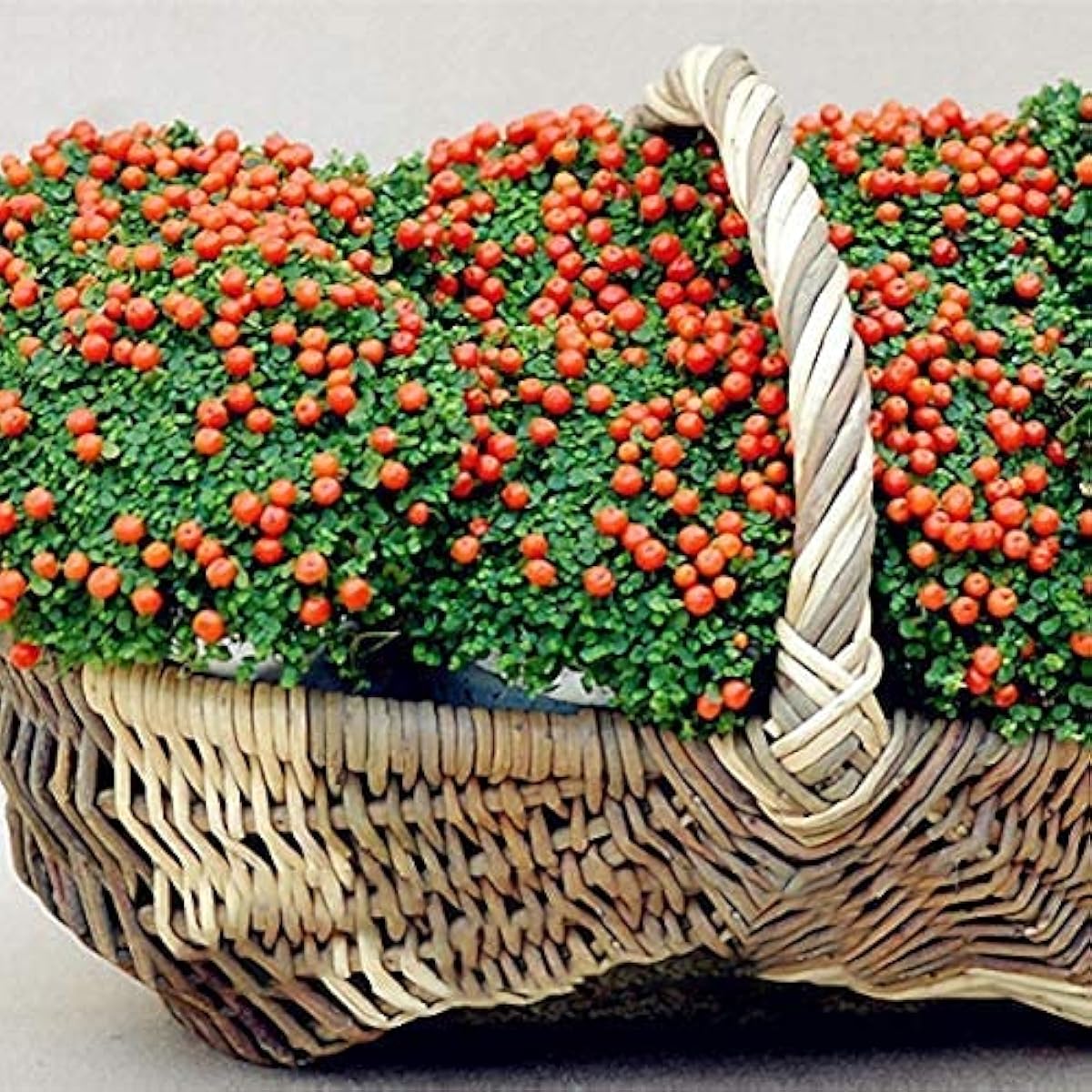 Lamp Beads Grass Seeds ¨C up to 50%