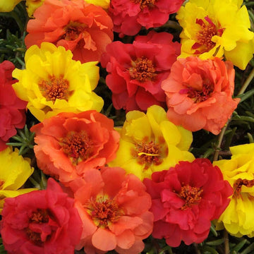 Moss Rose, Happy Hour Tropical Mix Up to 50%