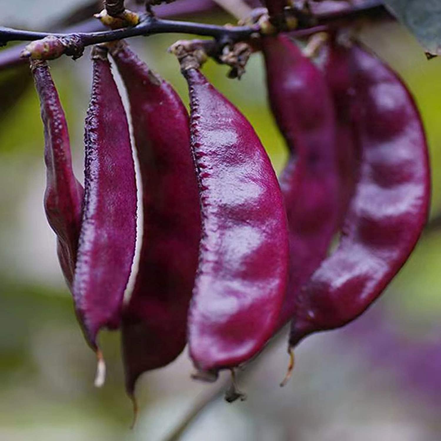 Purple Hyacinth Bean Seeds up to 50%
