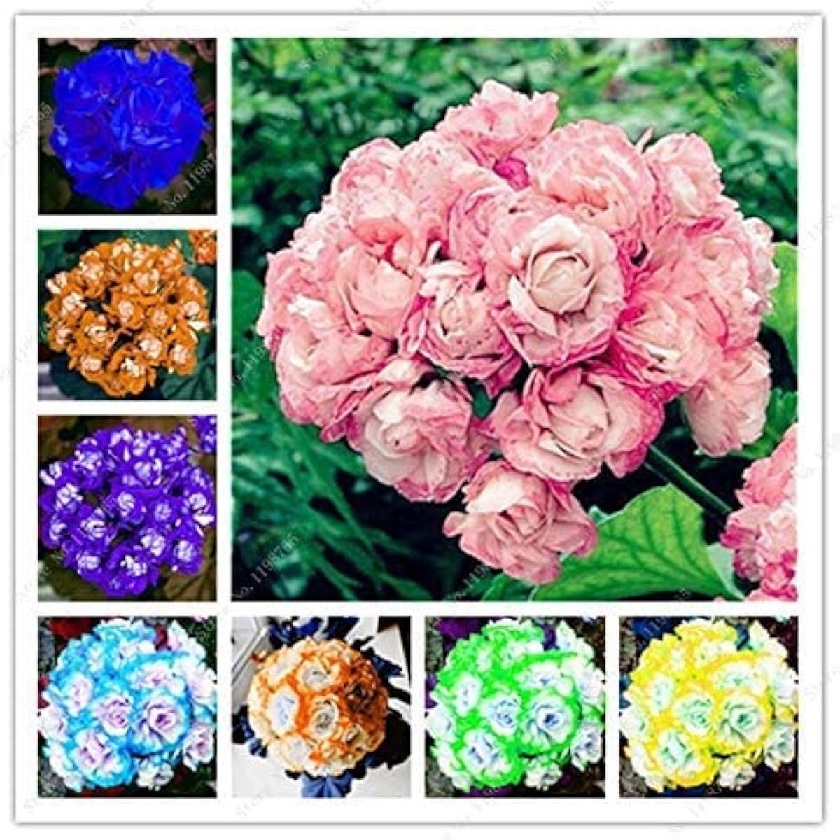 Yellow Geranium Flower Seeds up to 50%