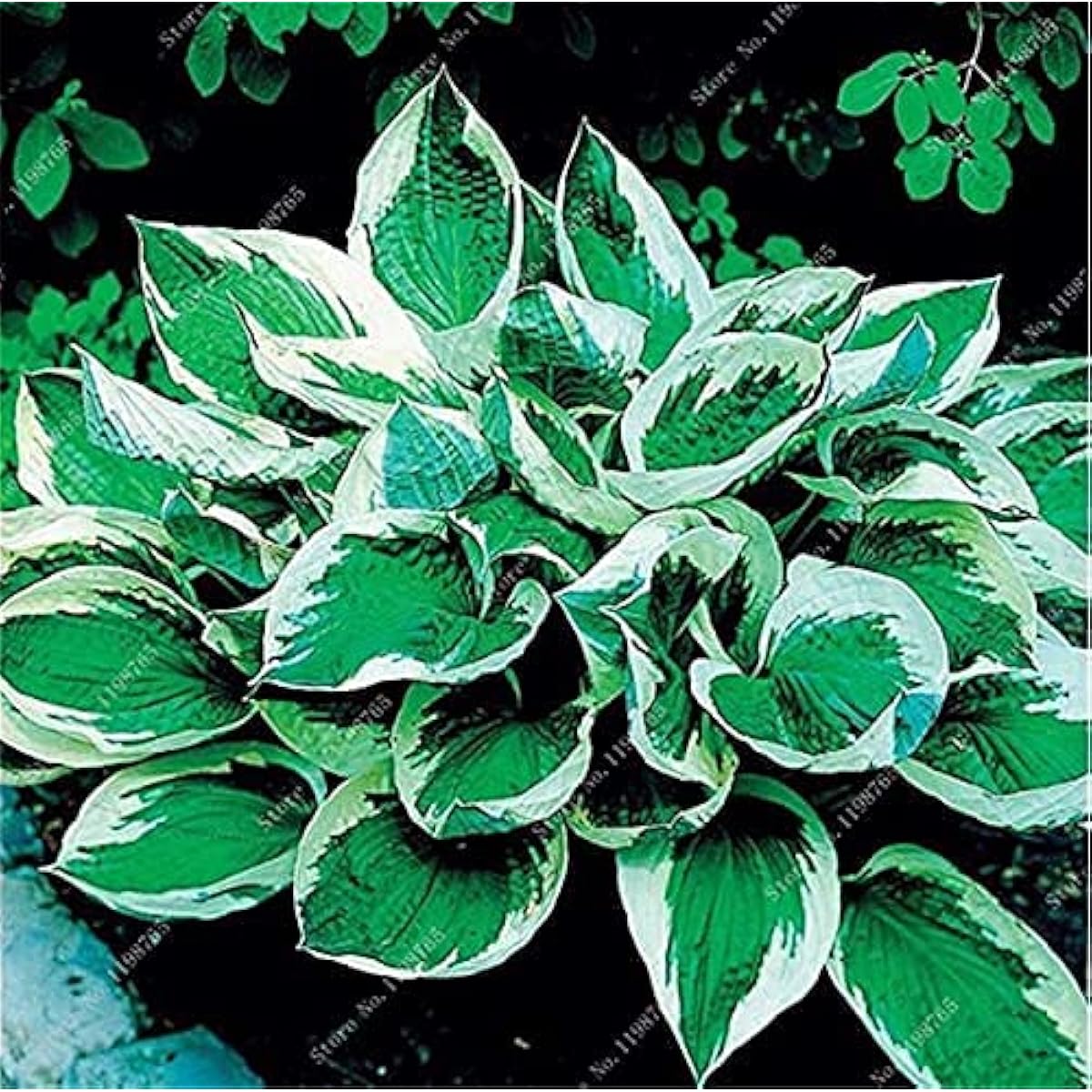Mixed Hosta Jardin Perennial Lily Seeds – White Lace Variety– up to 50%