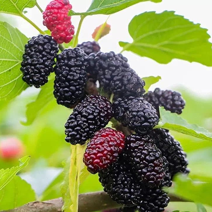Mulberry Tree Seeds up to 50%
