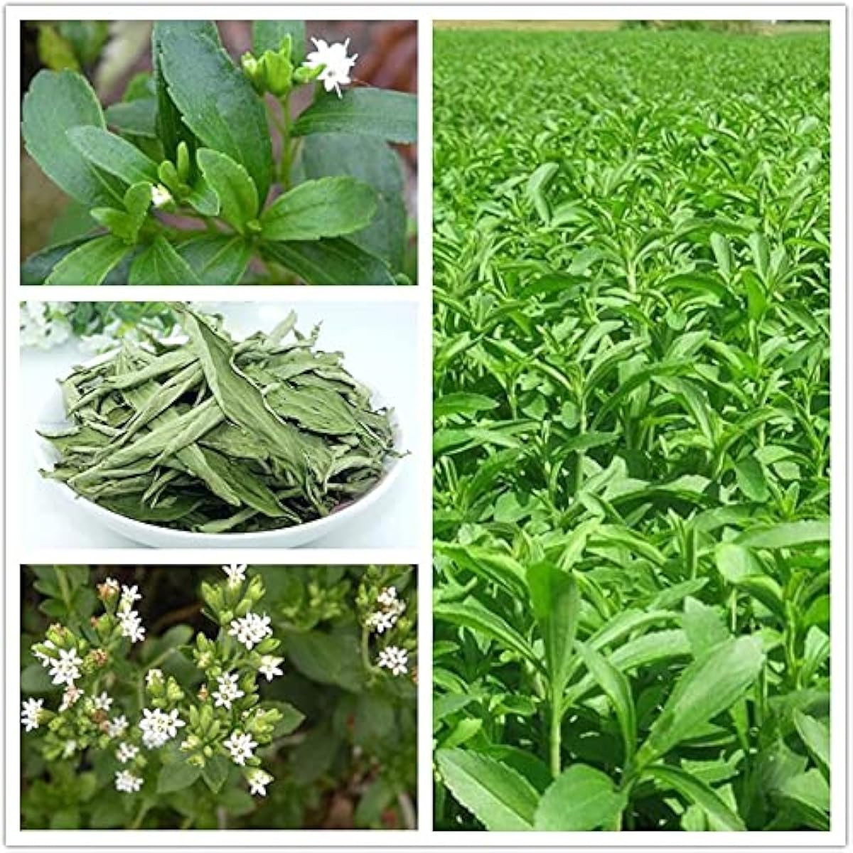 Stevia Rebaudiana seeds up to 50%