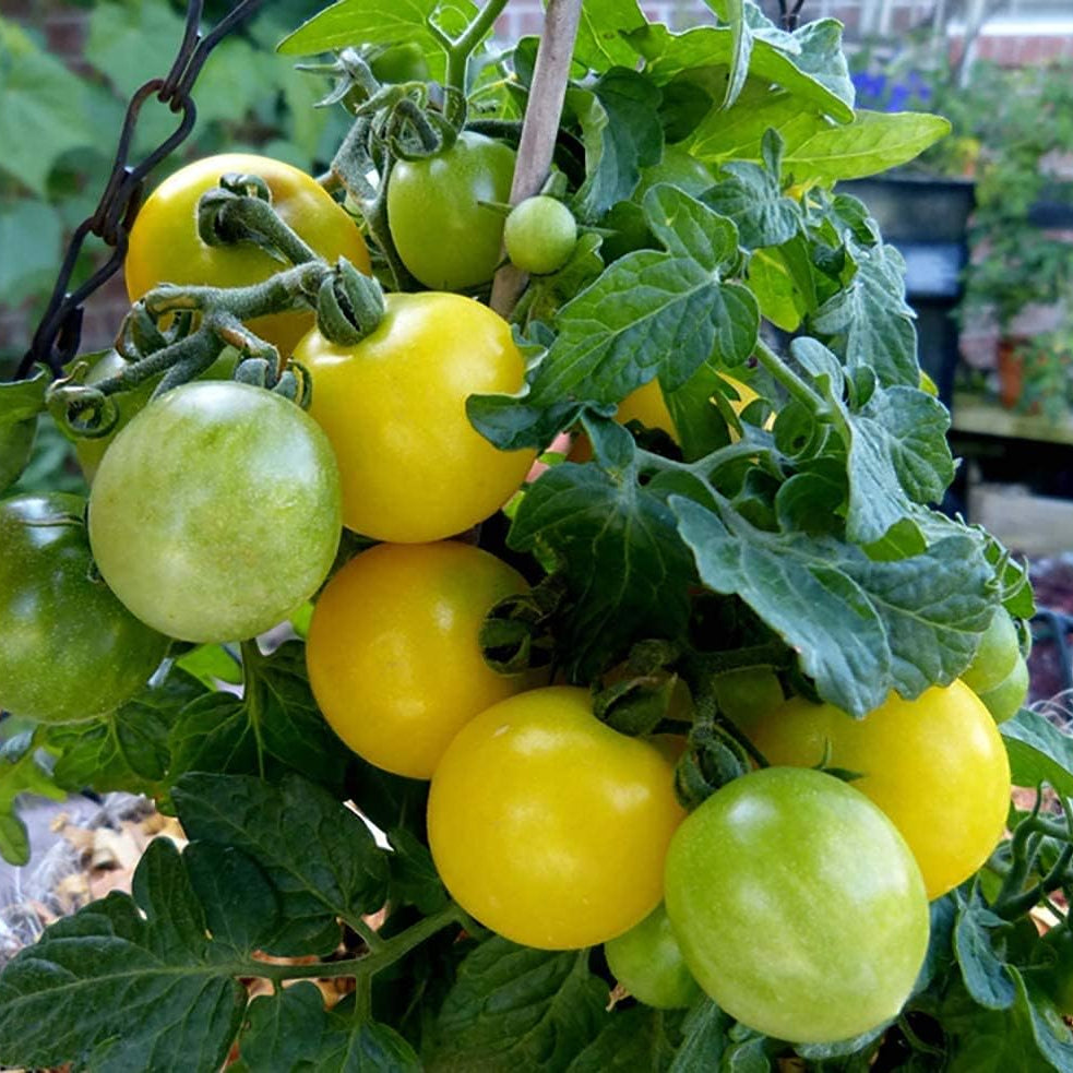 Flora Gold Micro Dwarf Tomato Seeds – up to 50%