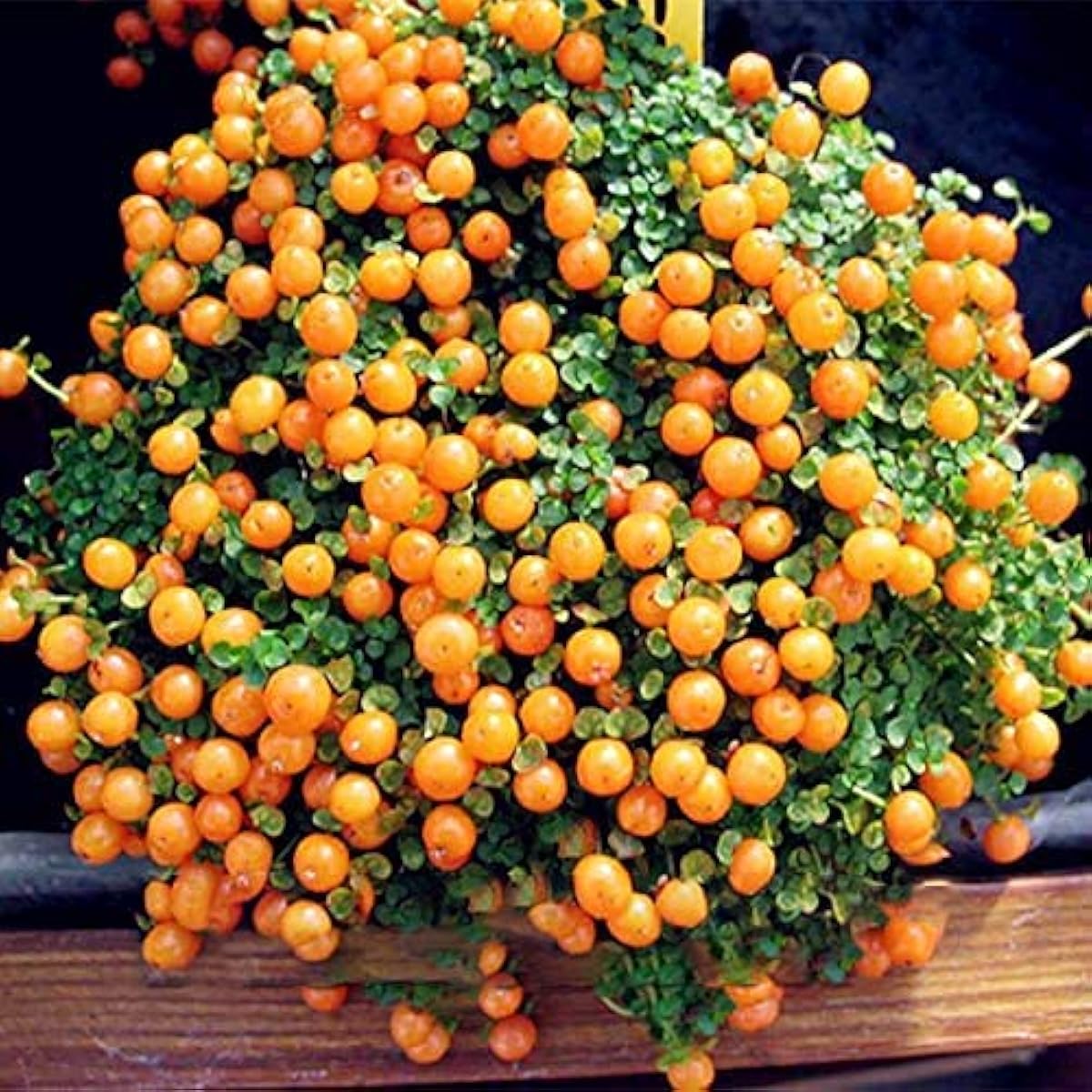 Lamp Beads Grass Seeds ¨C up to 50%
