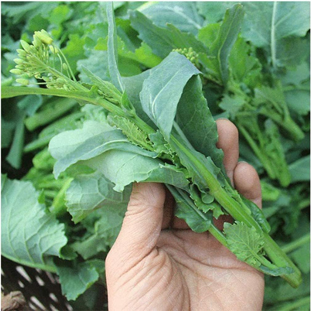 Rapini (Broccoli Rabe) seeds up to 50%