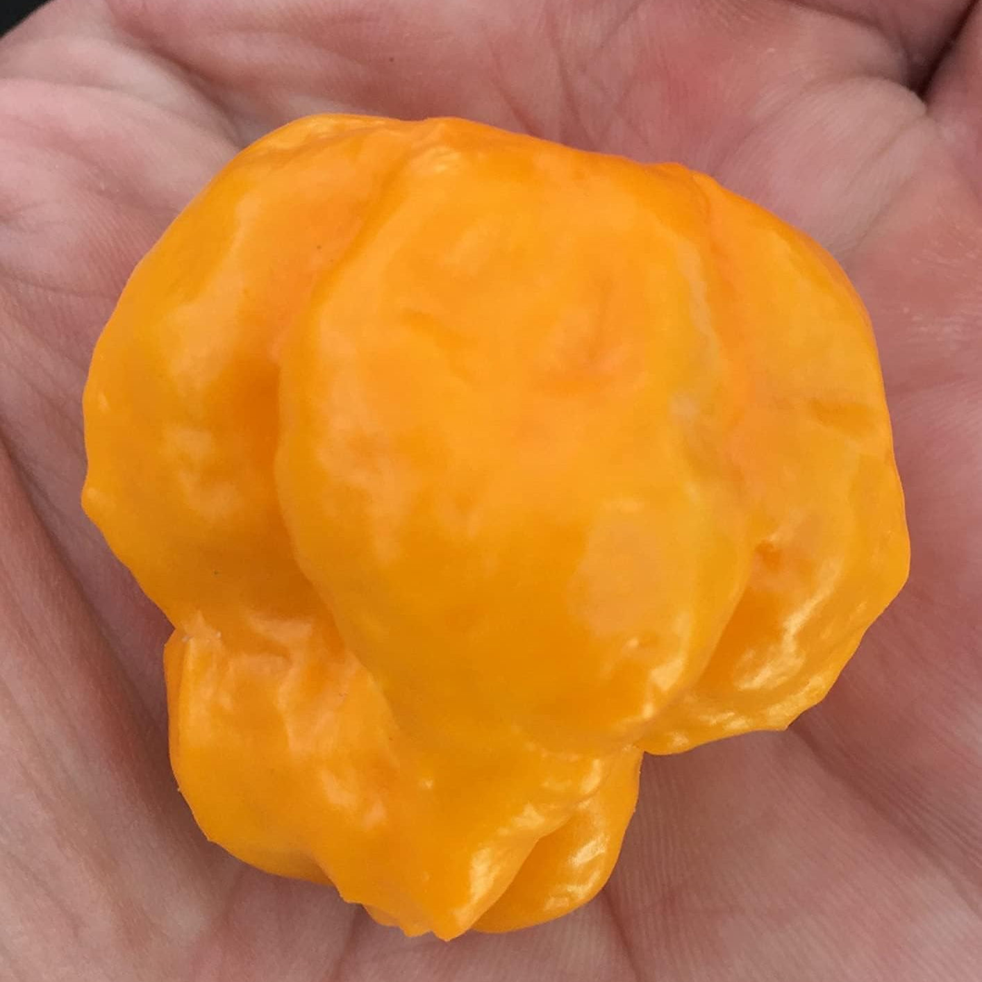 Jamaican Scotch Bonnet Hot Pepper Seeds – Premium Heirloom Variety– up to 50%