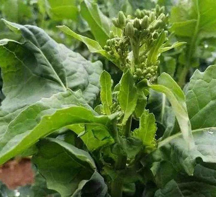 Rapini (Broccoli Rabe) seeds up to 50%