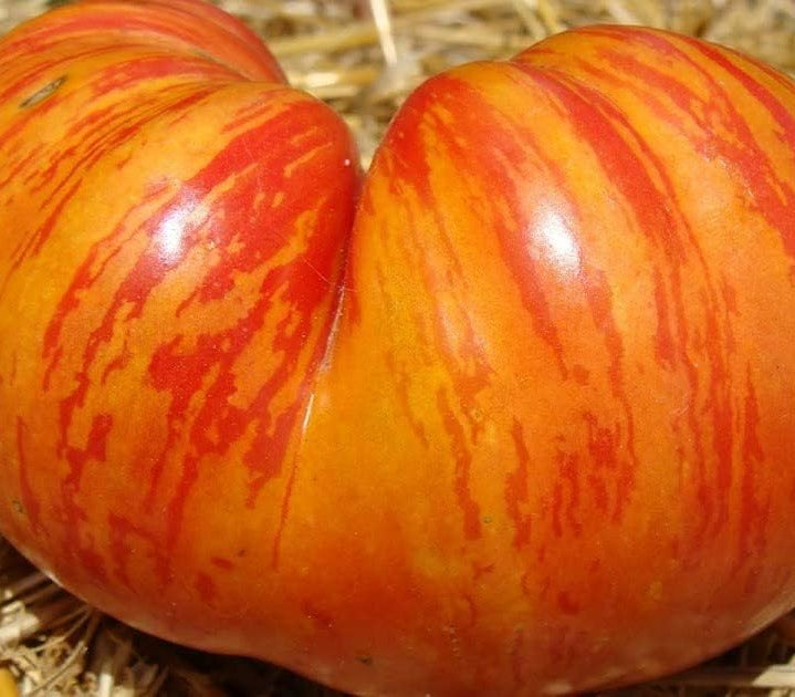 Rainbow Giant Tomato Seeds up to 50%